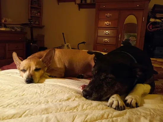 Customer photo: two dogs resting together on a bed